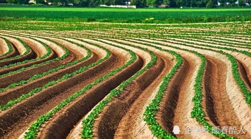 中国粮食蔬菜水果产量均为世界第一 为何不是 农业强国 腾讯新闻