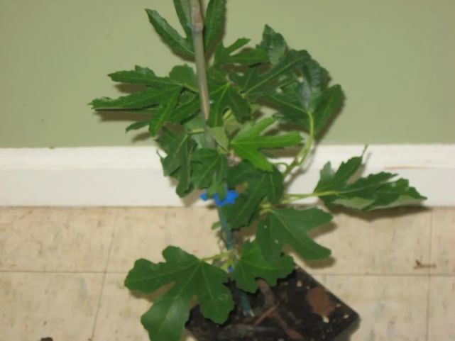 家里的盆栽无花果春夏秋不断结果 果子吃到腻 就大水大肥养着 腾讯网