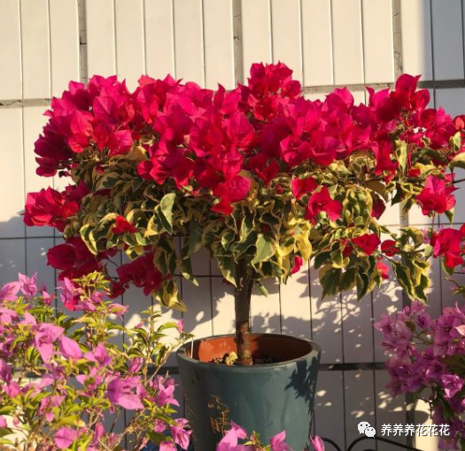 5种晒不死的花 一年四季都开花 不养它们别说你喜欢养花 腾讯新闻