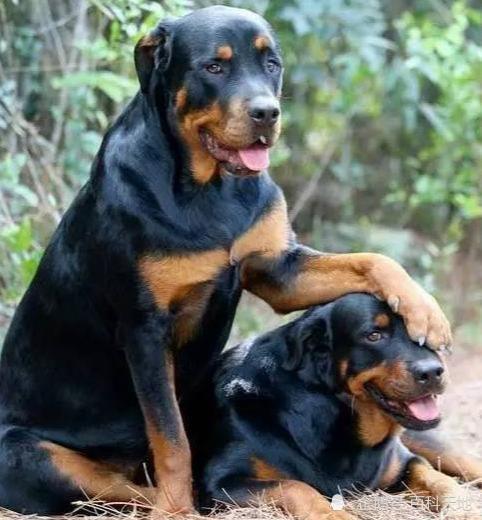 强盗的终结者——卡斯罗,罗威纳,有多么优秀你知道吗?