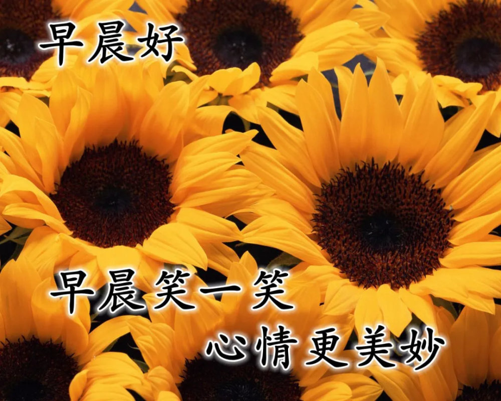 适合微信群发的早上好问候语图片大全新版早晨祝福语唯美句子