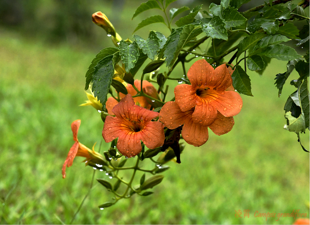 凌霄|乱飘丹粉染晴霞——凌霄组图