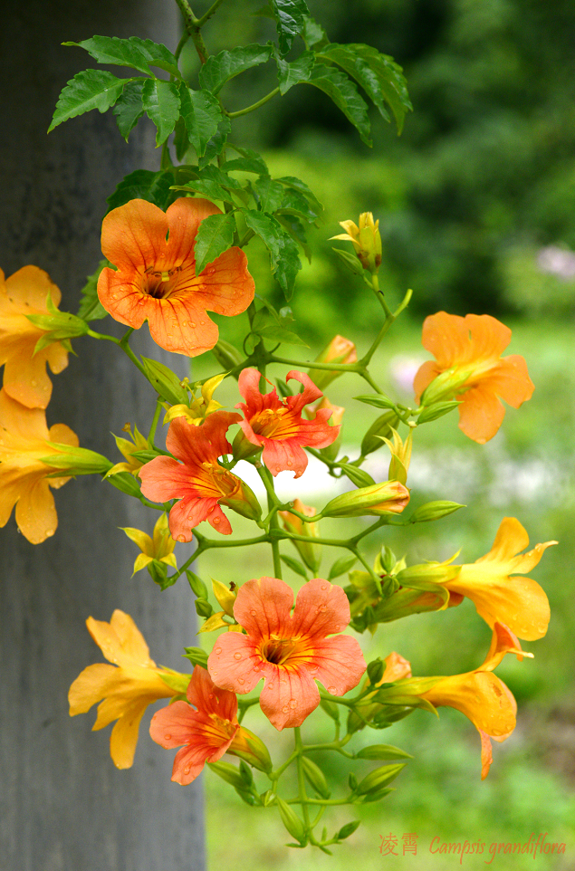 凌霄|乱飘丹粉染晴霞——凌霄组图