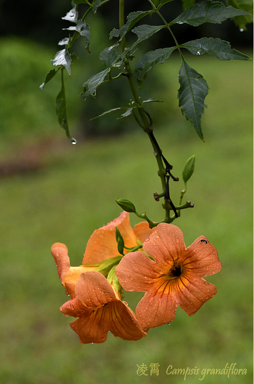 凌霄|乱飘丹粉染晴霞——凌霄组图