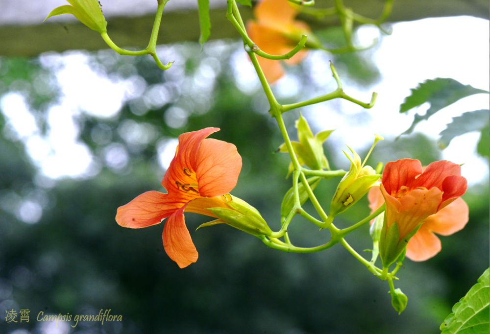 凌霄|乱飘丹粉染晴霞——凌霄组图
