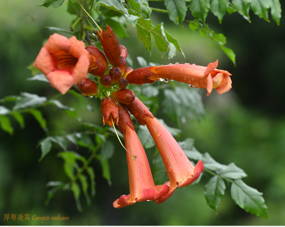 凌霄|乱飘丹粉染晴霞——凌霄组图