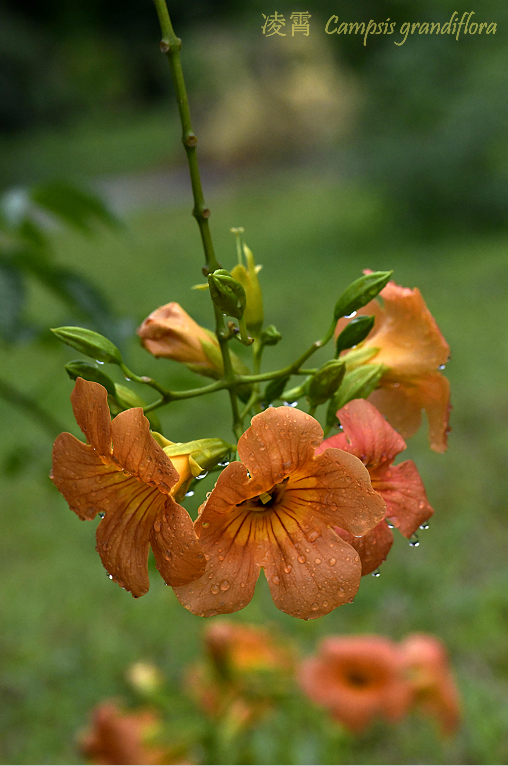 凌霄|乱飘丹粉染晴霞——凌霄组图