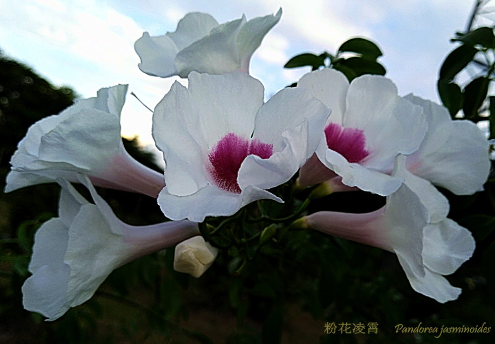 凌霄|乱飘丹粉染晴霞——凌霄组图