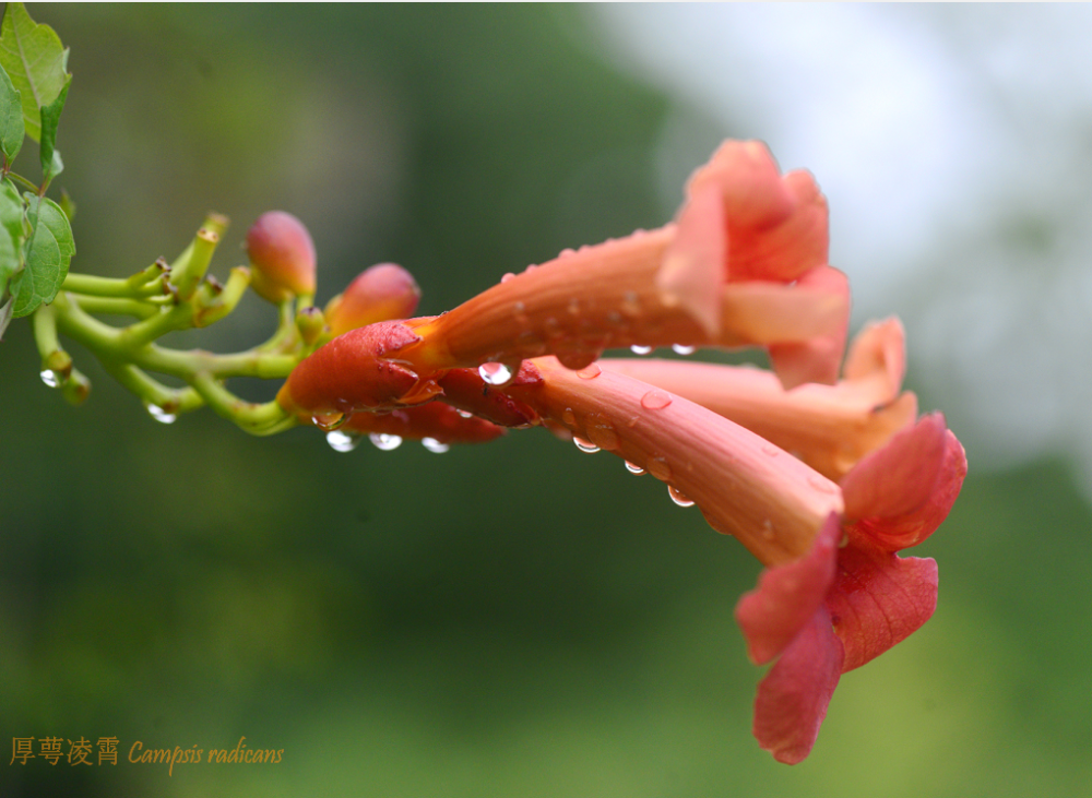 凌霄|乱飘丹粉染晴霞——凌霄组图