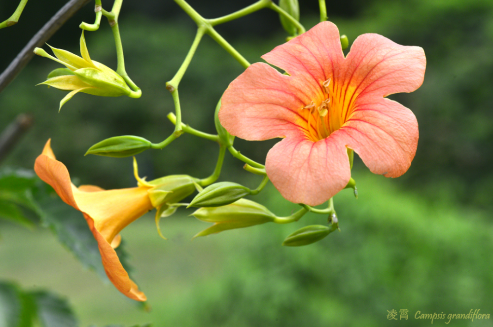 凌霄|乱飘丹粉染晴霞——凌霄组图