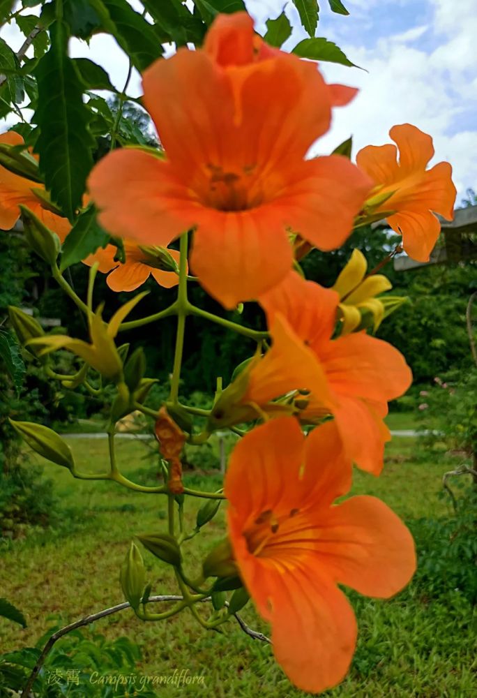 凌霄|乱飘丹粉染晴霞——凌霄组图