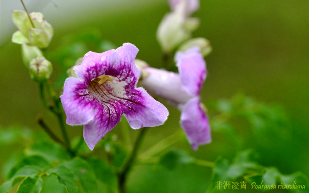 凌霄|乱飘丹粉染晴霞——凌霄组图