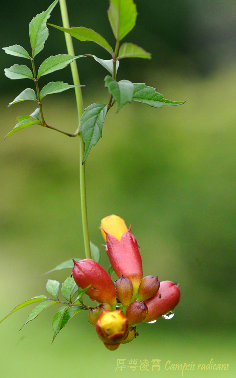 凌霄|乱飘丹粉染晴霞——凌霄组图