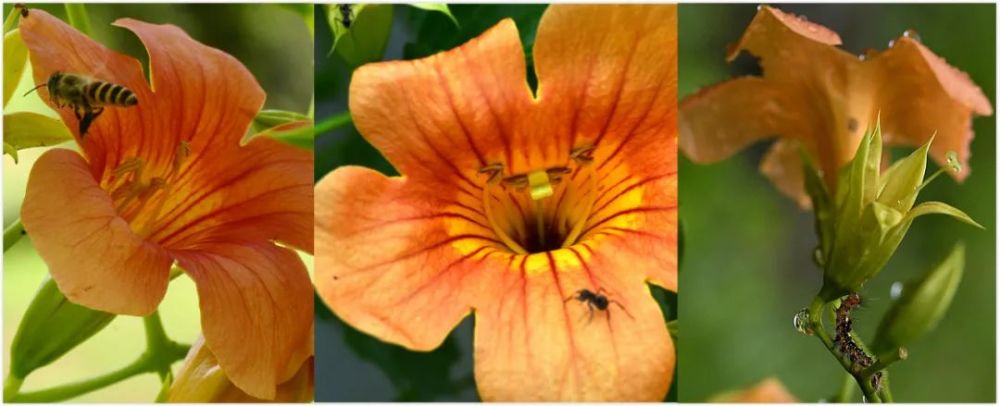 凌霄|乱飘丹粉染晴霞——凌霄组图