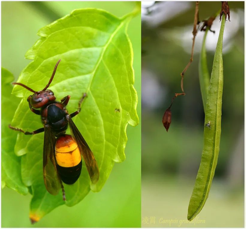 凌霄|乱飘丹粉染晴霞——凌霄组图