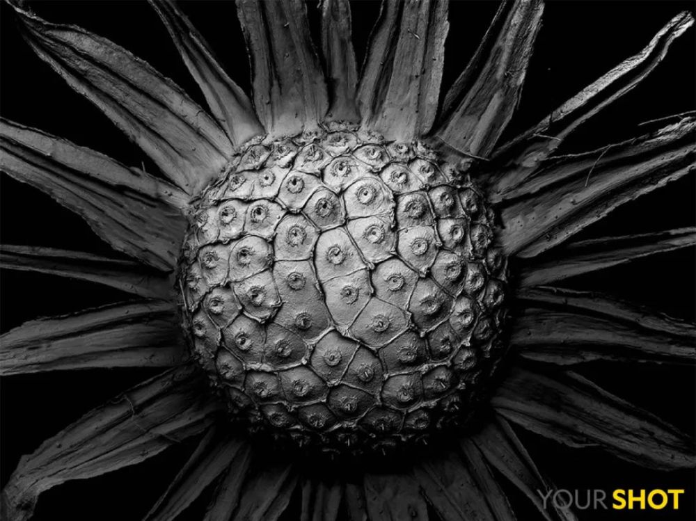 秋日|露蝉声渐咽，秋日景初微