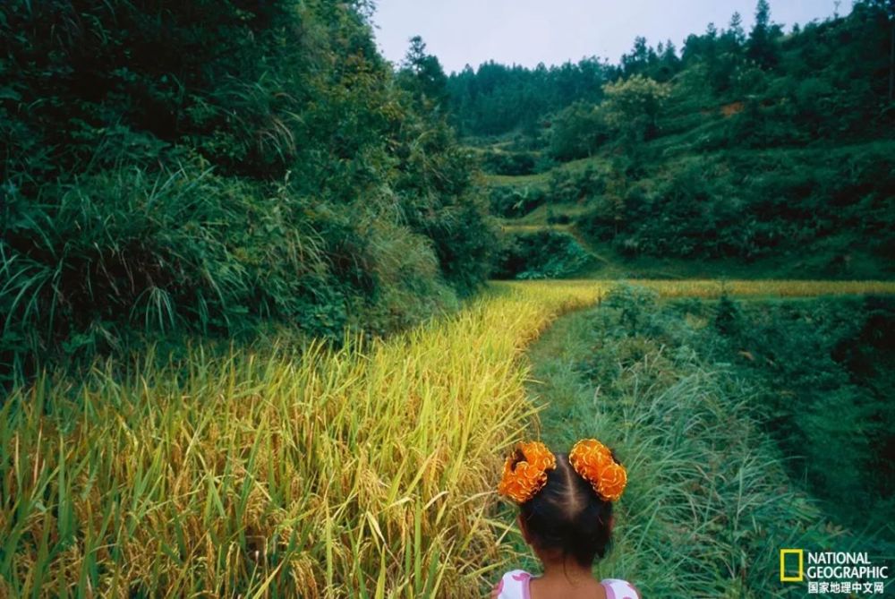 秋日|露蝉声渐咽，秋日景初微