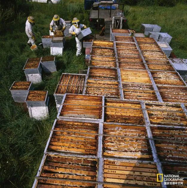 秋日|露蝉声渐咽，秋日景初微