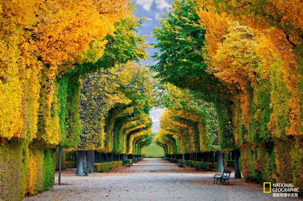 秋日|露蝉声渐咽，秋日景初微