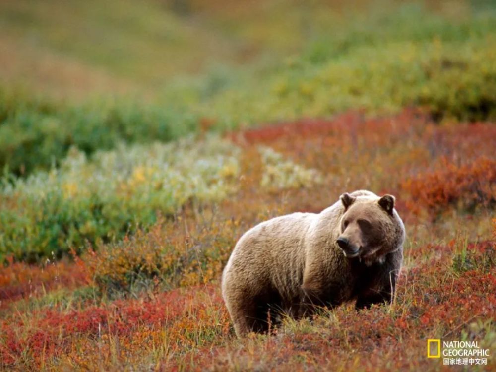 秋日|露蝉声渐咽，秋日景初微