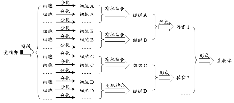 思维导图2019人教版高中生物必修6章第2节细胞的分化附助学清单