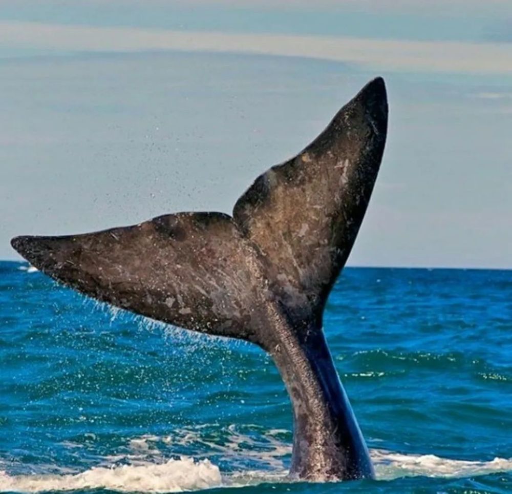 because blue whales are mammals, they breathe air through lungs