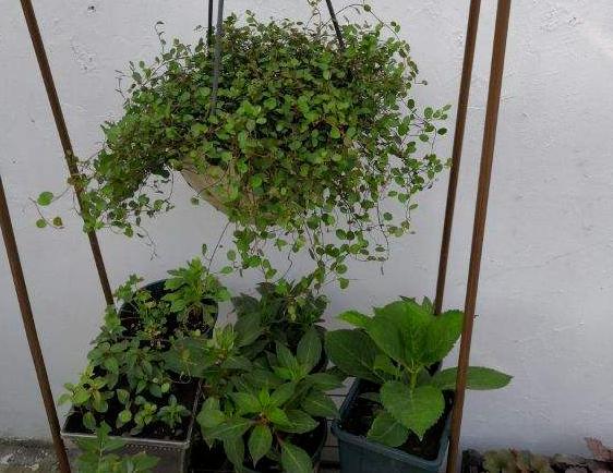 盆栽|初秋闷热不舒服，就首选这5款花草盆栽，降温、放松心情！