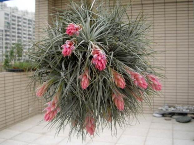 盆栽|初秋闷热不舒服，就首选这5款花草盆栽，降温、放松心情！