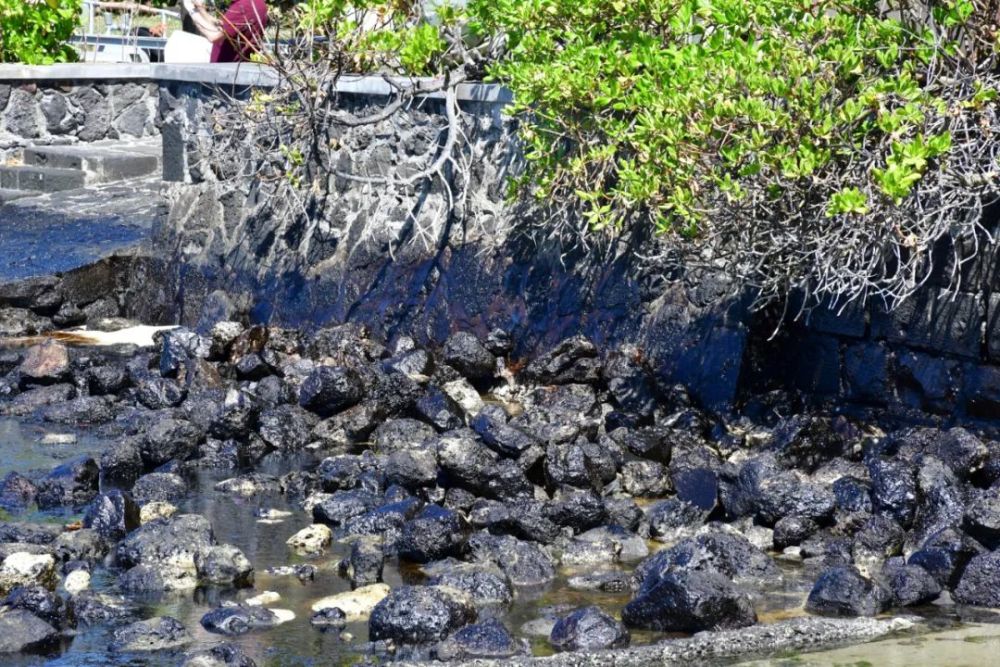 毛里求斯_社会|“天堂原乡”遭遇燃油泄漏：当地妇女捐发吸油 中国志愿者出手相助