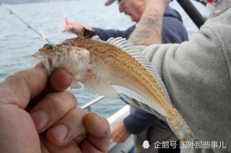 阿尔诺|16岁男孩浮潜时被鱼刺了一下，突然身亡