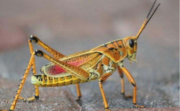 蝗灾|传统防蝗无法治理蝗灾，中国团队发现新方法，实在太厉害了