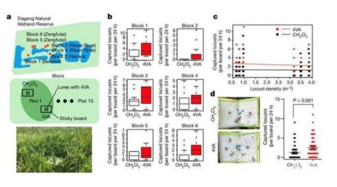 蝗灾|传统防蝗无法治理蝗灾，中国团队发现新方法，实在太厉害了