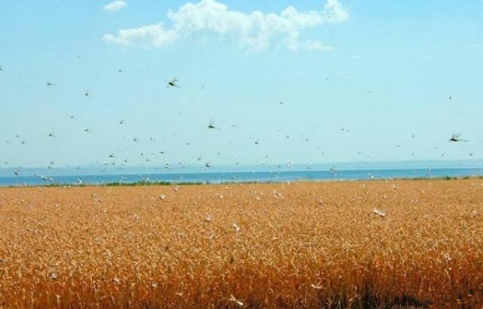 蝗灾|传统防蝗无法治理蝗灾，中国团队发现新方法，实在太厉害了