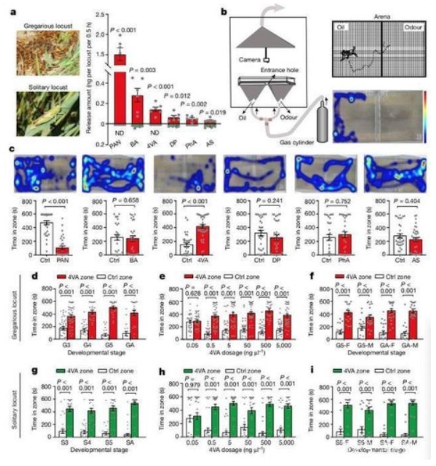 蝗灾|传统防蝗无法治理蝗灾，中国团队发现新方法，实在太厉害了