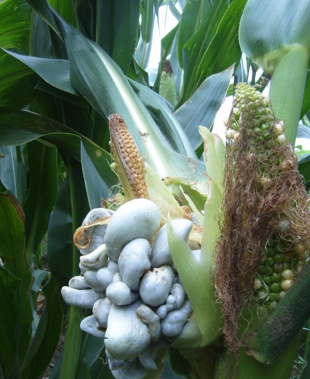 大厨告诉你,没有吃过的一道菜,"炒玉米灰包",涨知识了