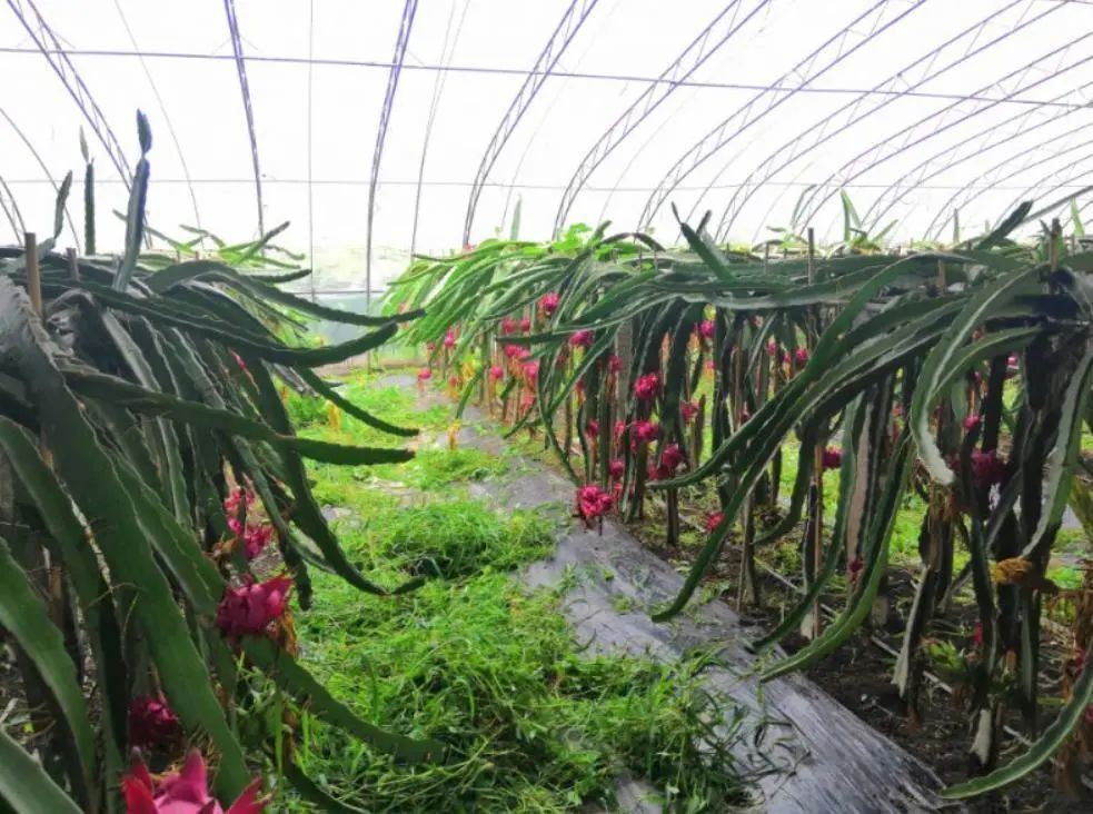 8月19日上午,记者走进火龙果的种植大棚,只见连片的火龙果长势喜人.