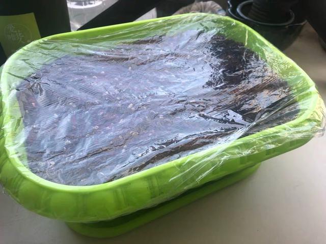 香菜|喜欢吃香菜，自己种一盆，发芽快叶子大，冬天也长势旺