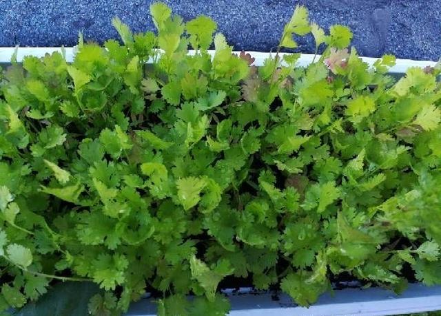 香菜|喜欢吃香菜，自己种一盆，发芽快叶子大，冬天也长势旺