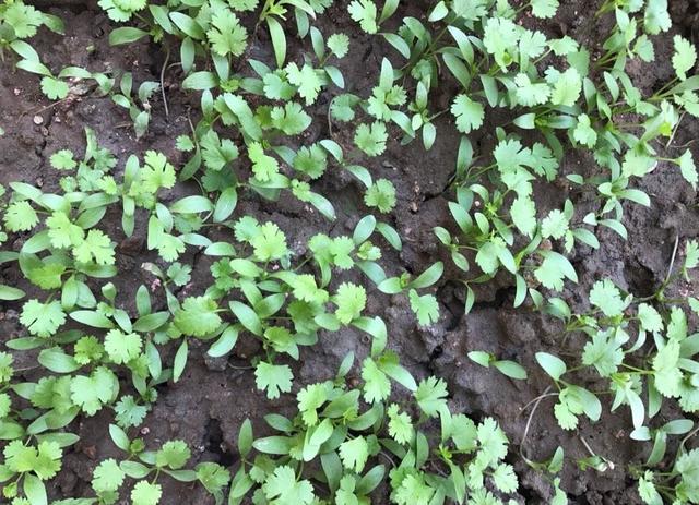 香菜|喜欢吃香菜，自己种一盆，发芽快叶子大，冬天也长势旺