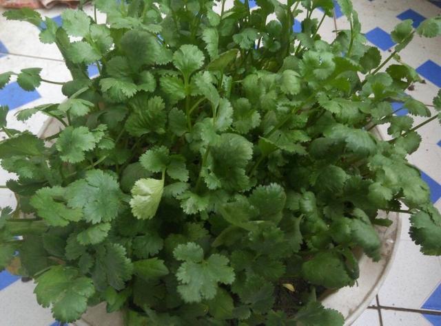 香菜|喜欢吃香菜，自己种一盆，发芽快叶子大，冬天也长势旺