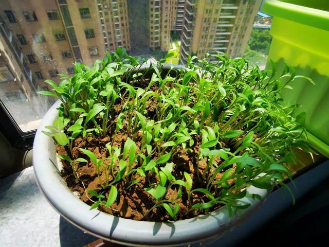 香菜|喜欢吃香菜，自己种一盆，发芽快叶子大，冬天也长势旺