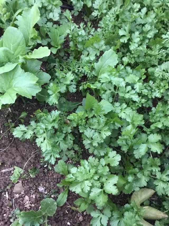 香菜|喜欢吃香菜，自己种一盆，发芽快叶子大，冬天也长势旺