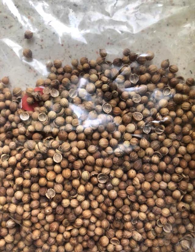 香菜|喜欢吃香菜，自己种一盆，发芽快叶子大，冬天也长势旺