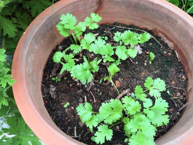香菜|喜欢吃香菜，自己种一盆，发芽快叶子大，冬天也长势旺