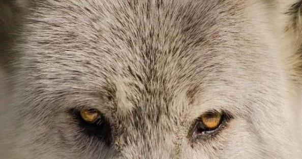 心理学 第一眼你认为哪匹狼最凶猛 测出你预测危机的能力有多强 心理学
