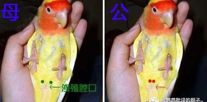 小太阳鹦鹉如何区分性别,仅需要掌握5点,轻松分辨鹦鹉公母_腾讯新闻