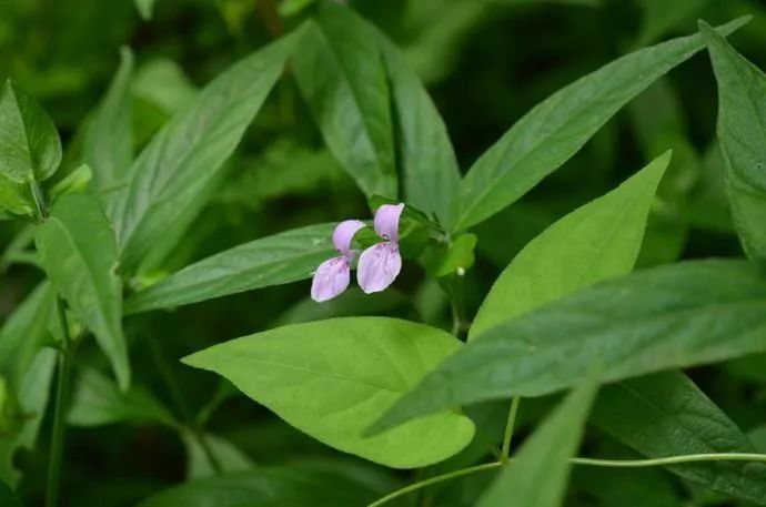 一味药草九头狮子草