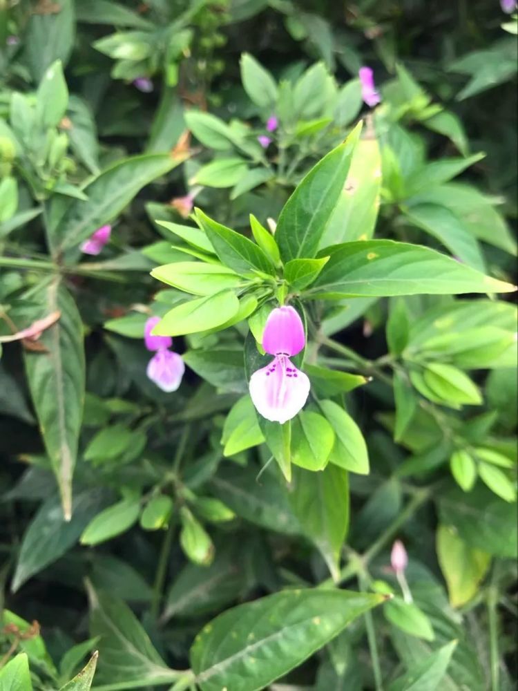 一味药草九头狮子草