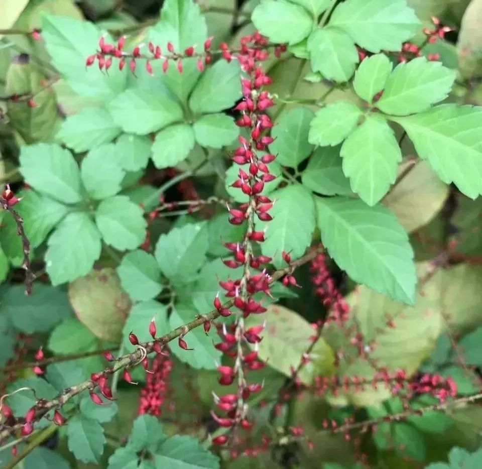 因叶脉黄色,得大名金线草. 因属蓼科植物,又得别名毛蓼,山蓼.