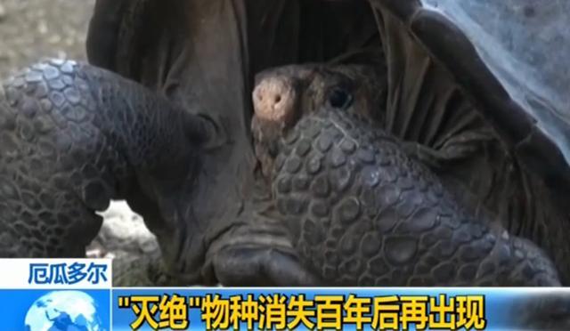 金龟|极罕见！世界第5只“金龟”被发现，为何百年巨龟重现地球？